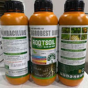 Roots Soik