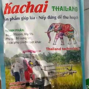 Kachai thailan