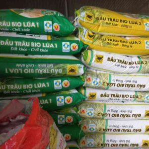 ĐẦU TRÂU LÚA 1