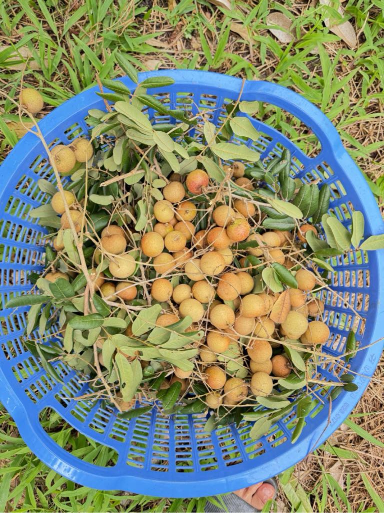 Nhãn xuồng cơm vàn