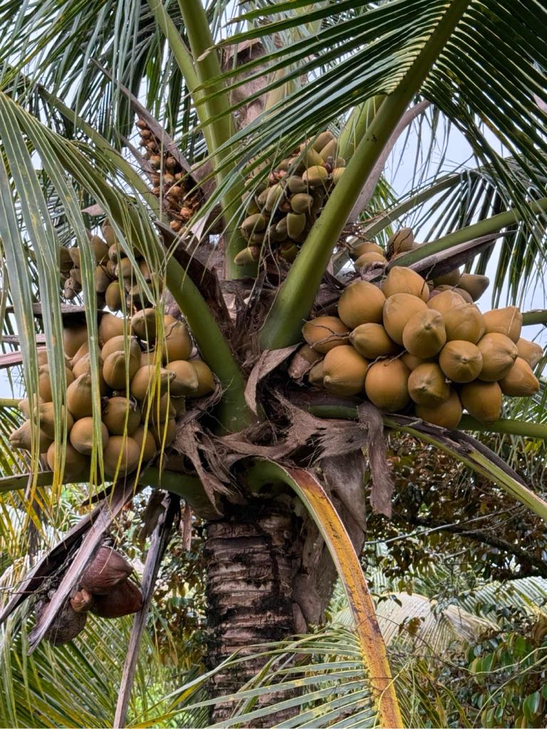 Dừa sim